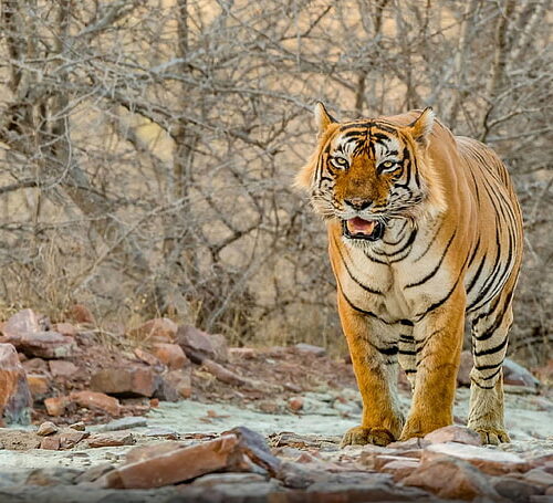 Golden Triangle with Ranthambhore