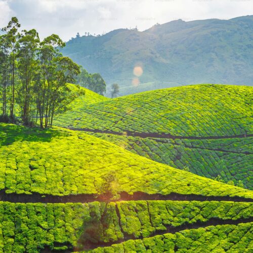 Wonders of Kerala