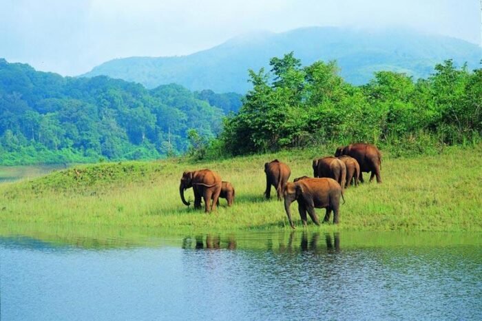 Kerala Hills, Wildlife & Backwaters Tour